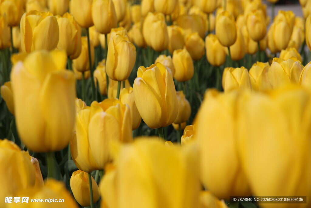 金黄郁金香花海