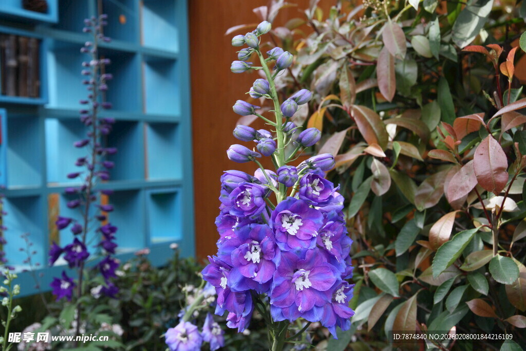 紫色风铃花绽放美景