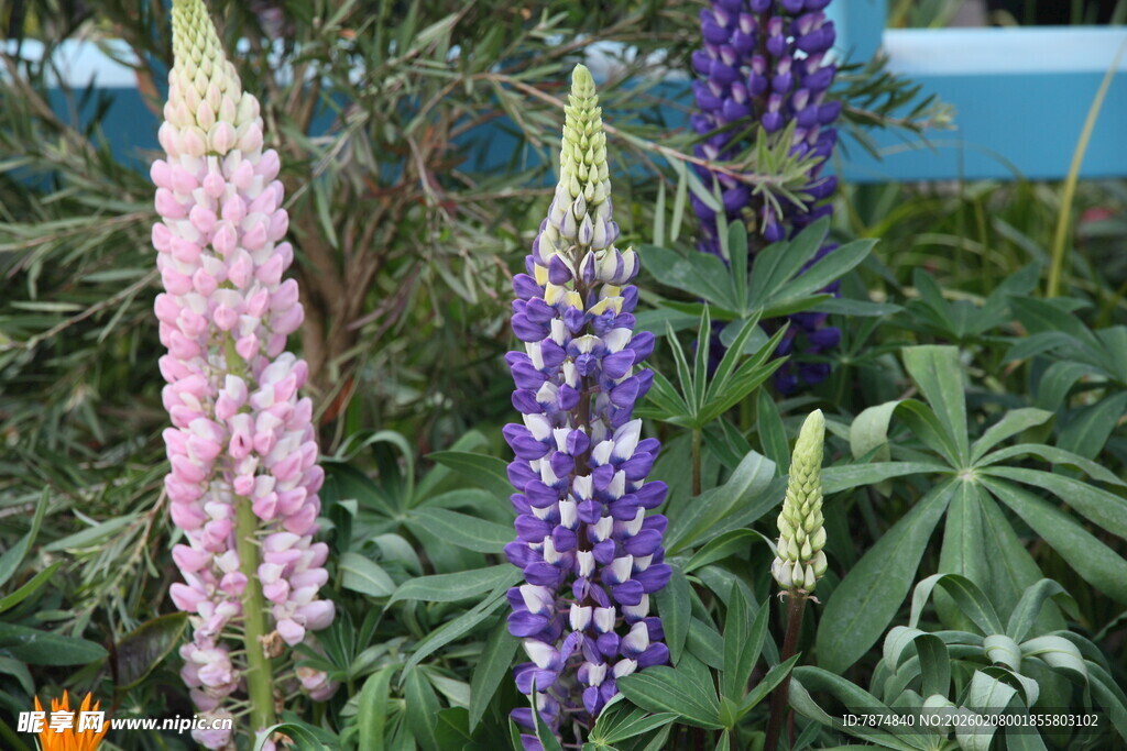 羽扇豆花绽放美丽姿态