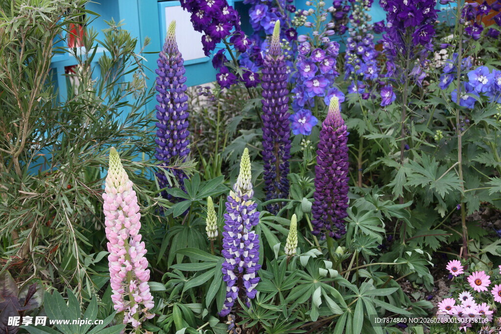 多彩羽扇豆花绽放花园