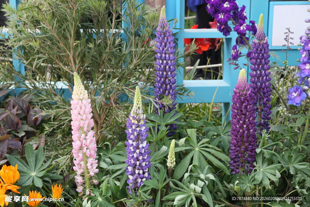 多彩羽扇豆花绽放