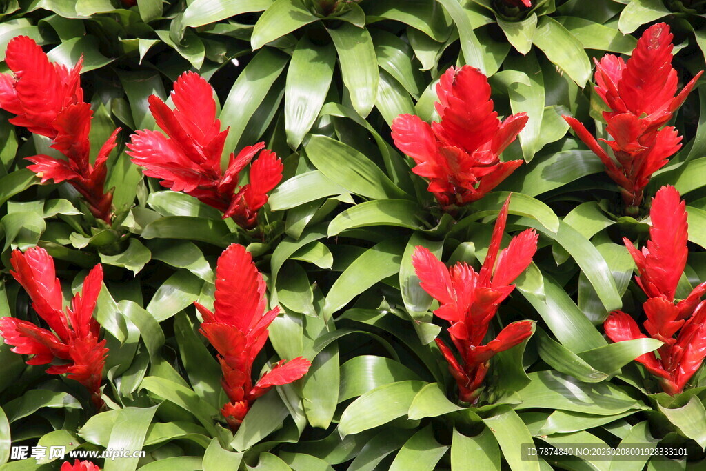 艳红花朵与翠绿叶片相映