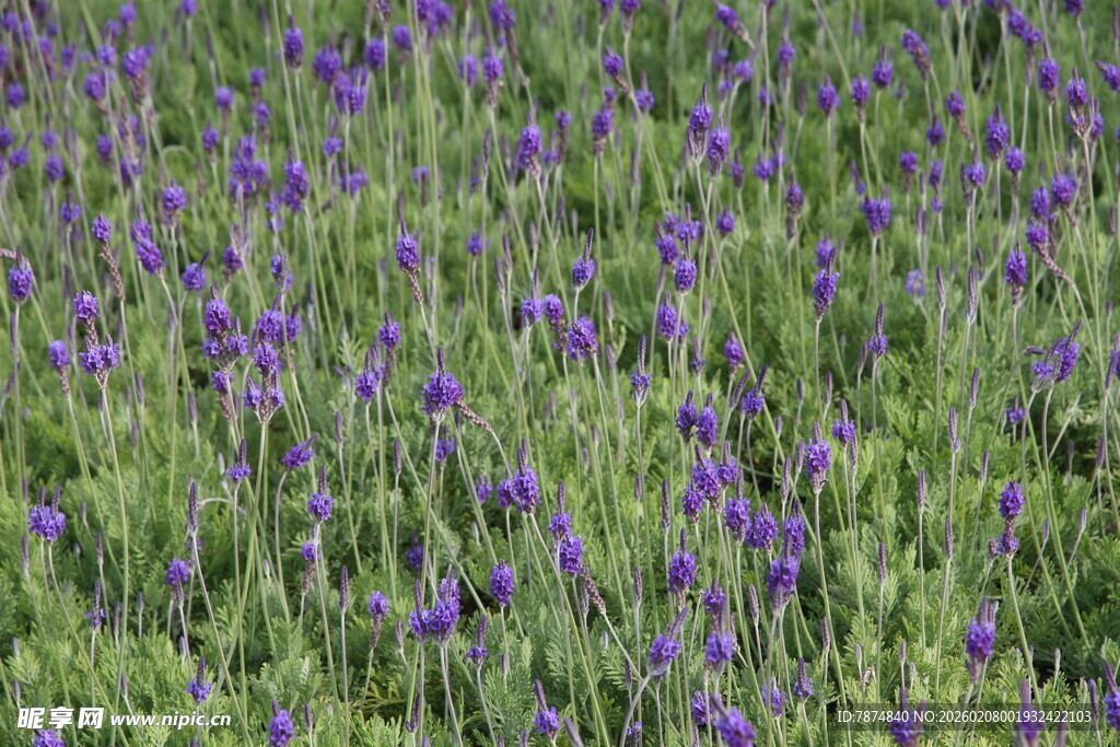 紫色花海绽放生机