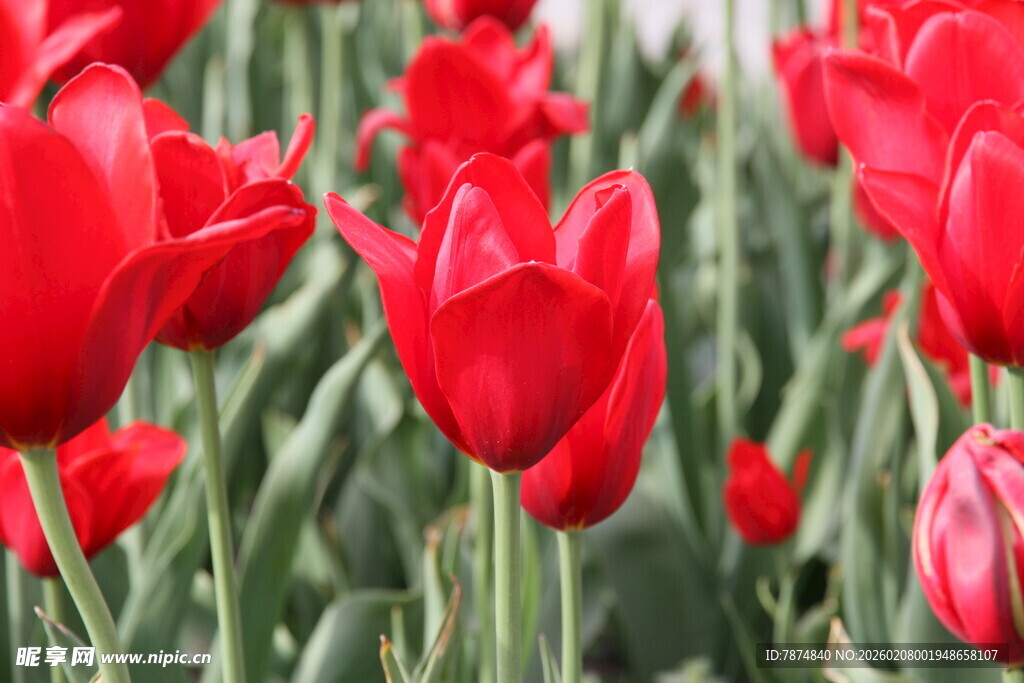 鲜艳红郁金香绽放美景