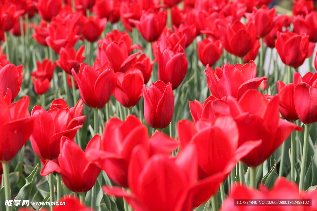 红色郁金香花海