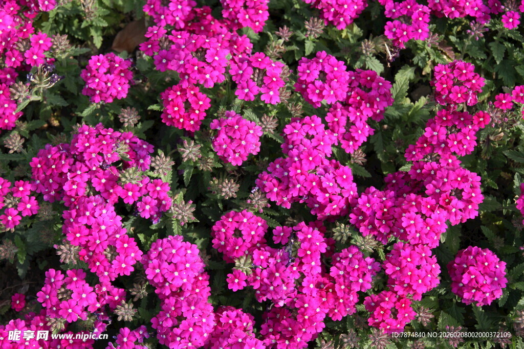 艳丽玫红花朵绽放