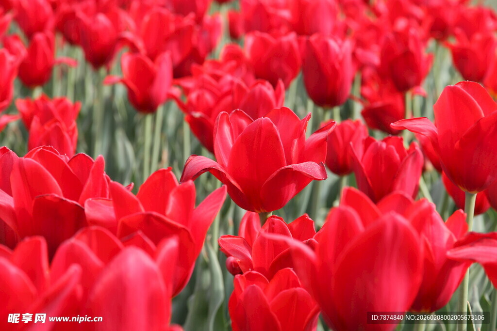 红色郁金香花海