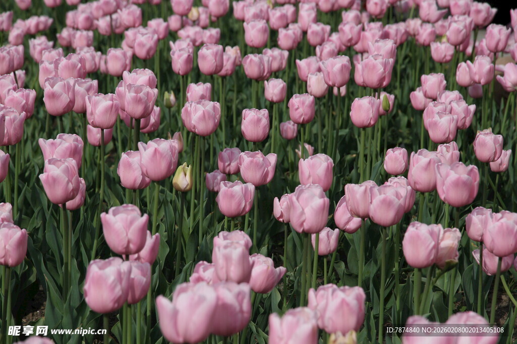粉色郁金香花海