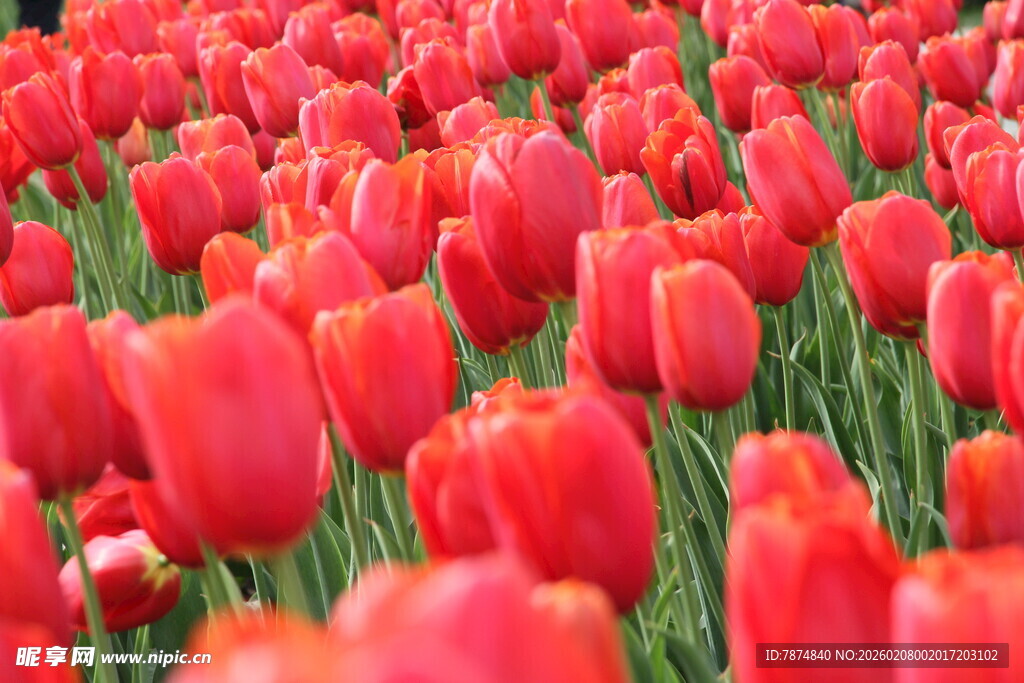 红色郁金香花海