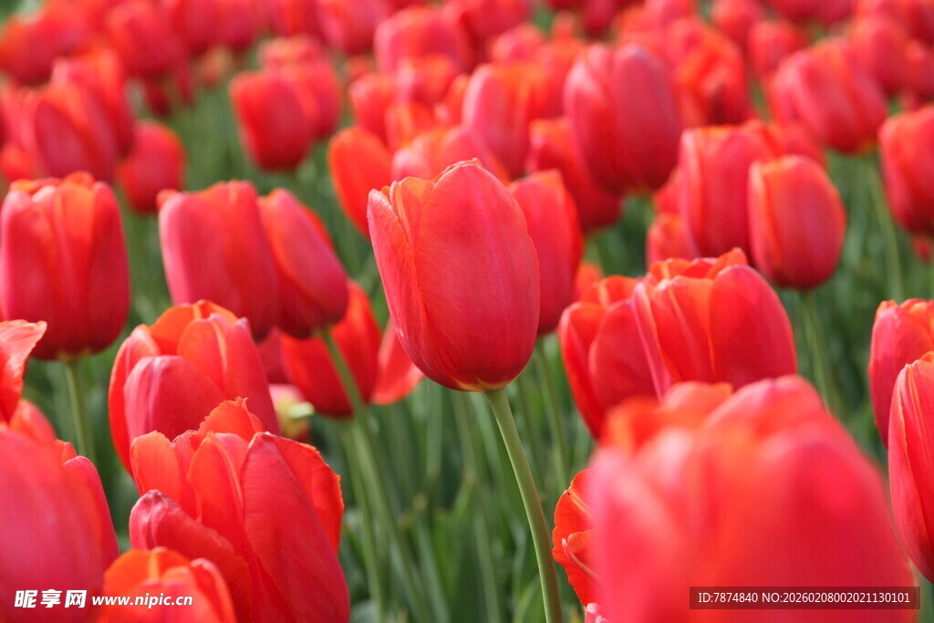 鲜艳红郁金香花海