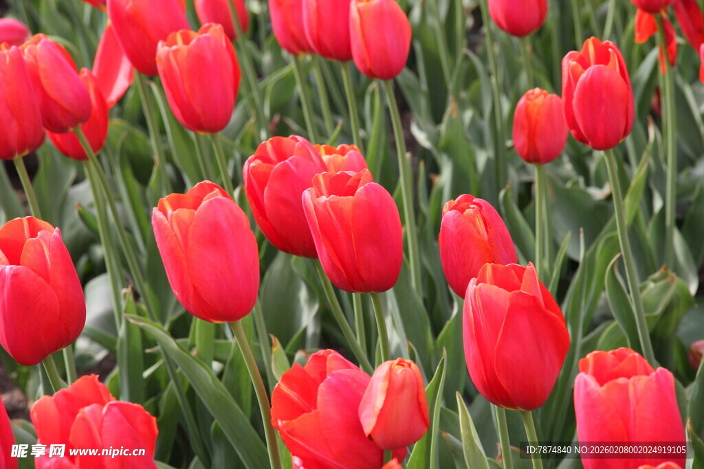 鲜艳红郁金香花海