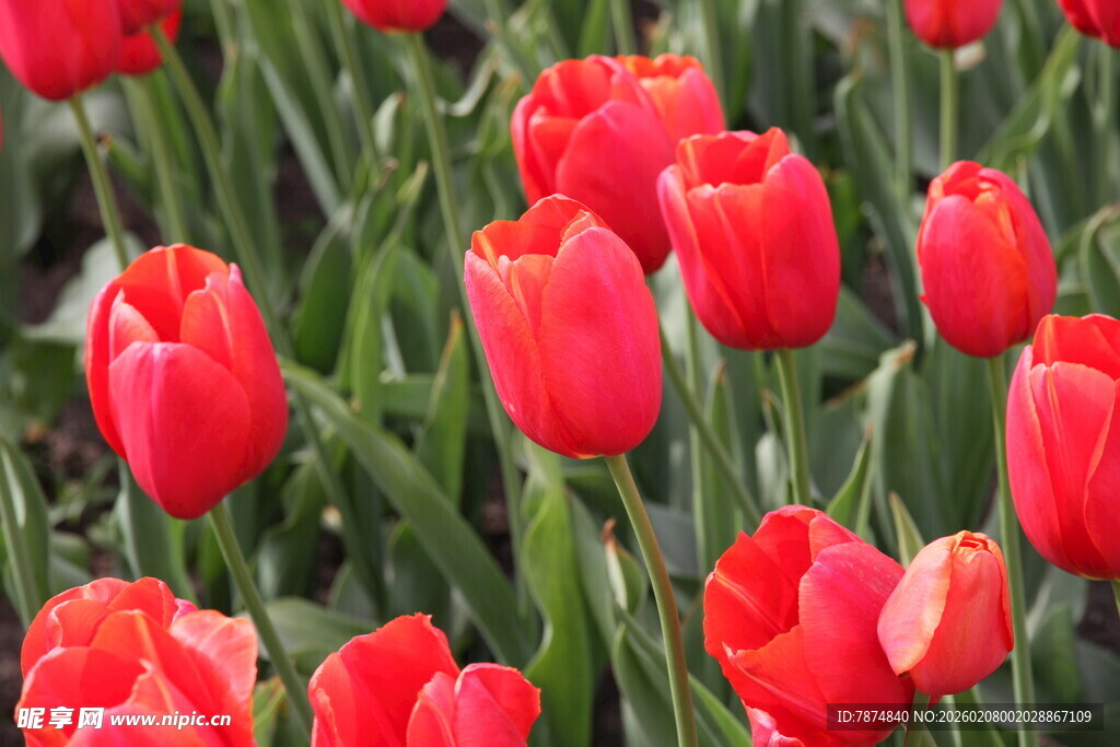 鲜艳红郁金香绽放美景