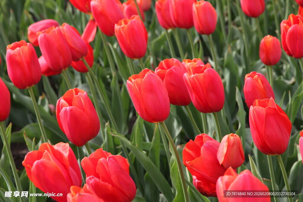 鲜艳红郁金香花海