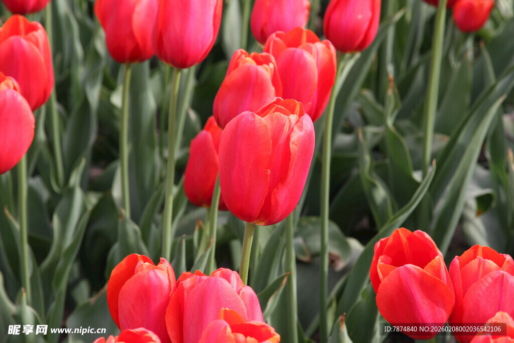 鲜艳红郁金香绽放