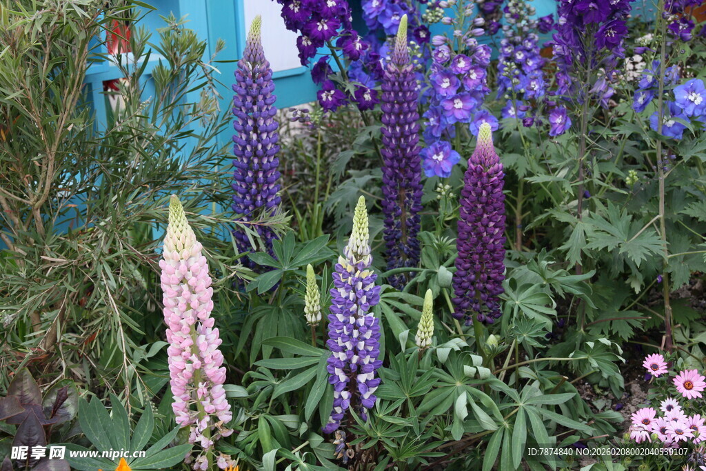 多彩羽扇豆花绽放美景