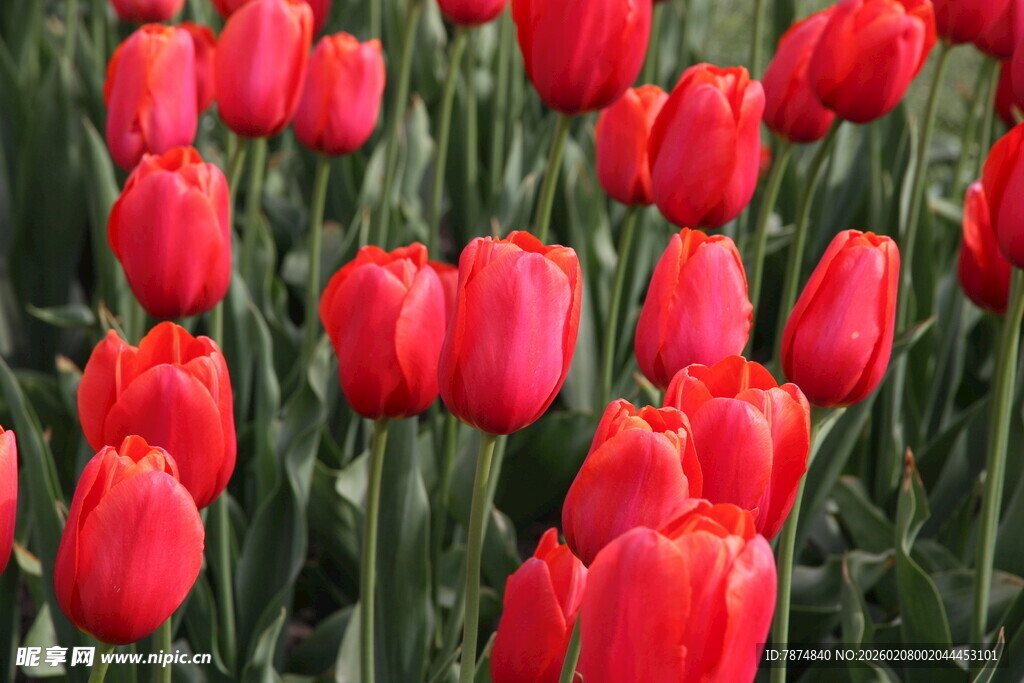 鲜艳红色郁金香花海
