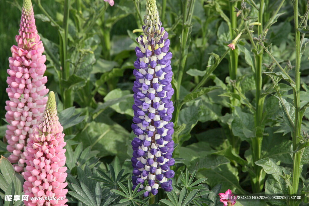 多彩羽扇豆花绽放