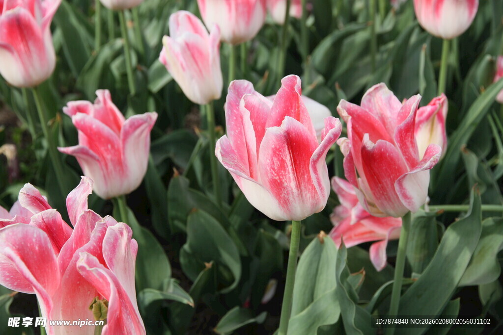 粉色条纹郁金香绽放