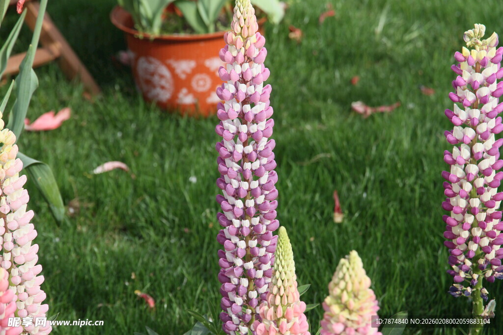 美丽羽扇豆花绽放于草地