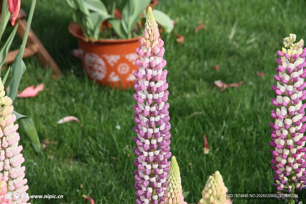 多彩羽扇豆花绽于草地