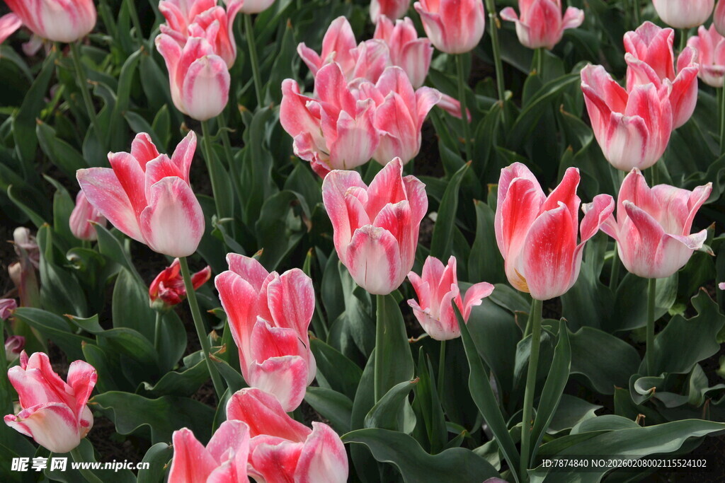 粉白相间的美丽郁金香