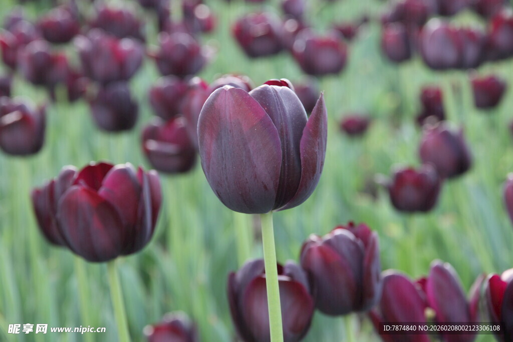 深紫色郁金香花海