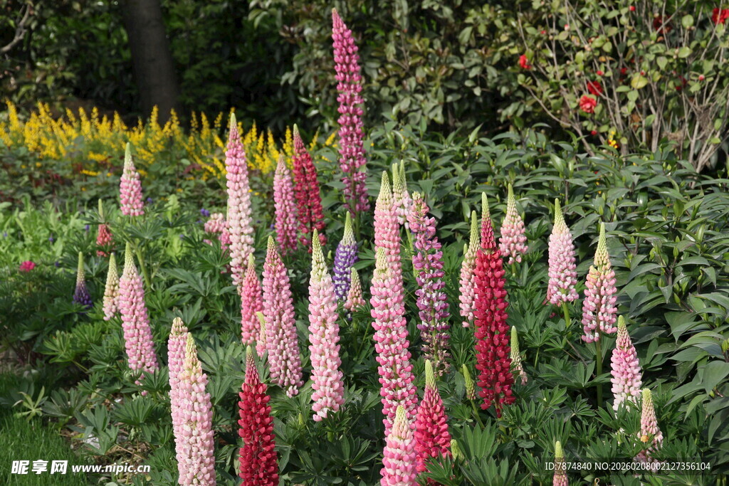 鲜艳穗状花卉绽放花园