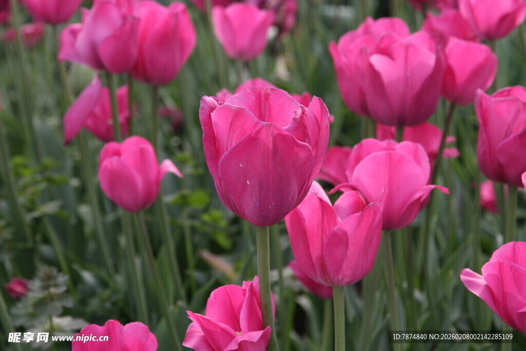 粉色郁金香花海