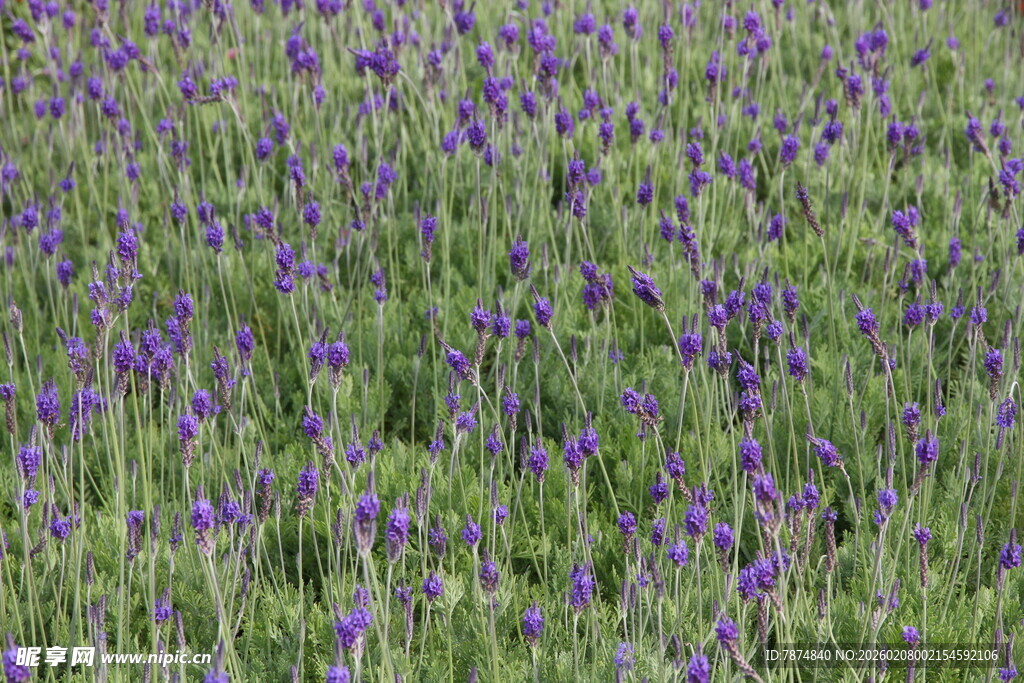 紫色花海 浪漫自然景致