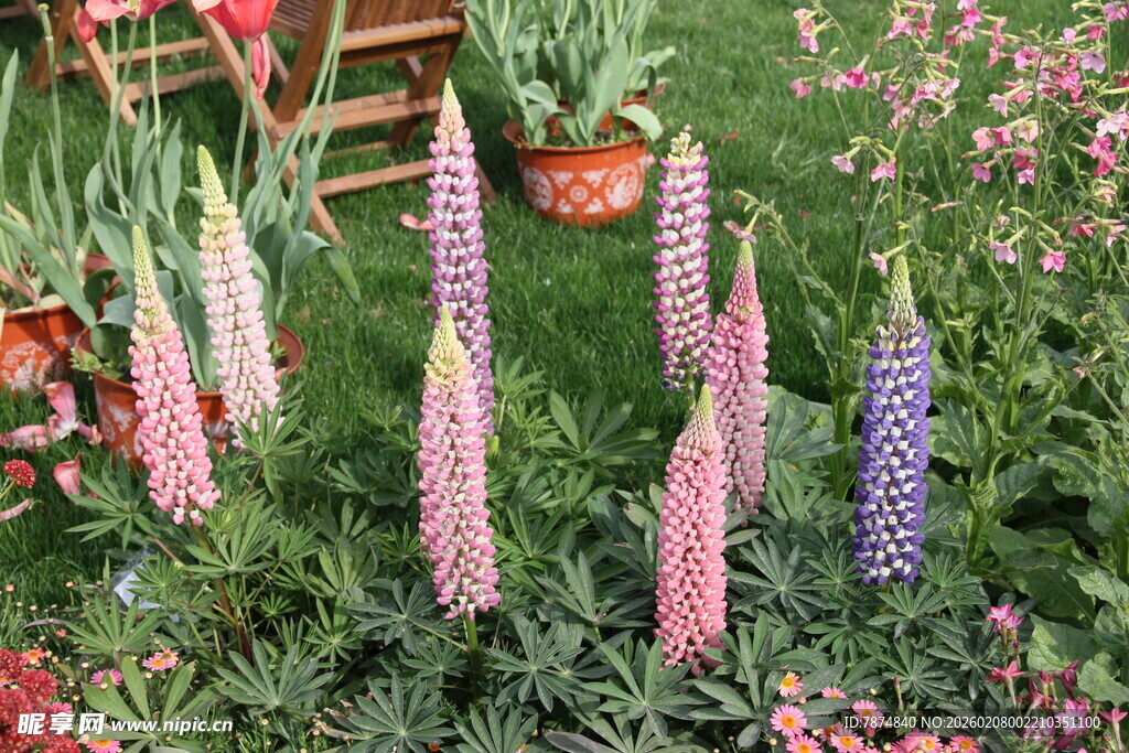 多彩羽扇豆花绽放花园