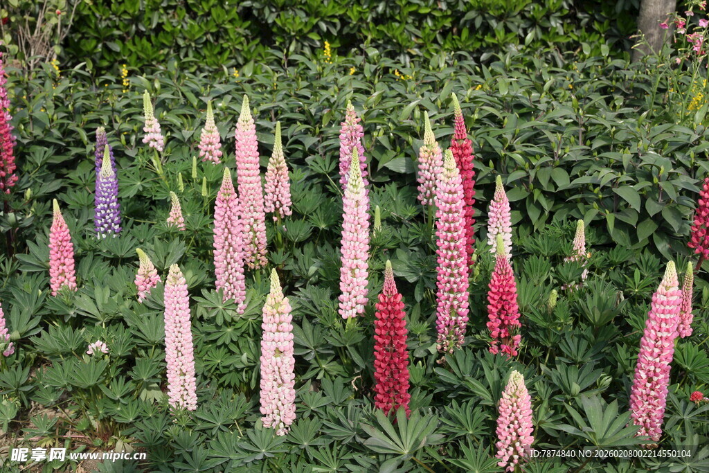 羽扇豆花绽放于绿意间