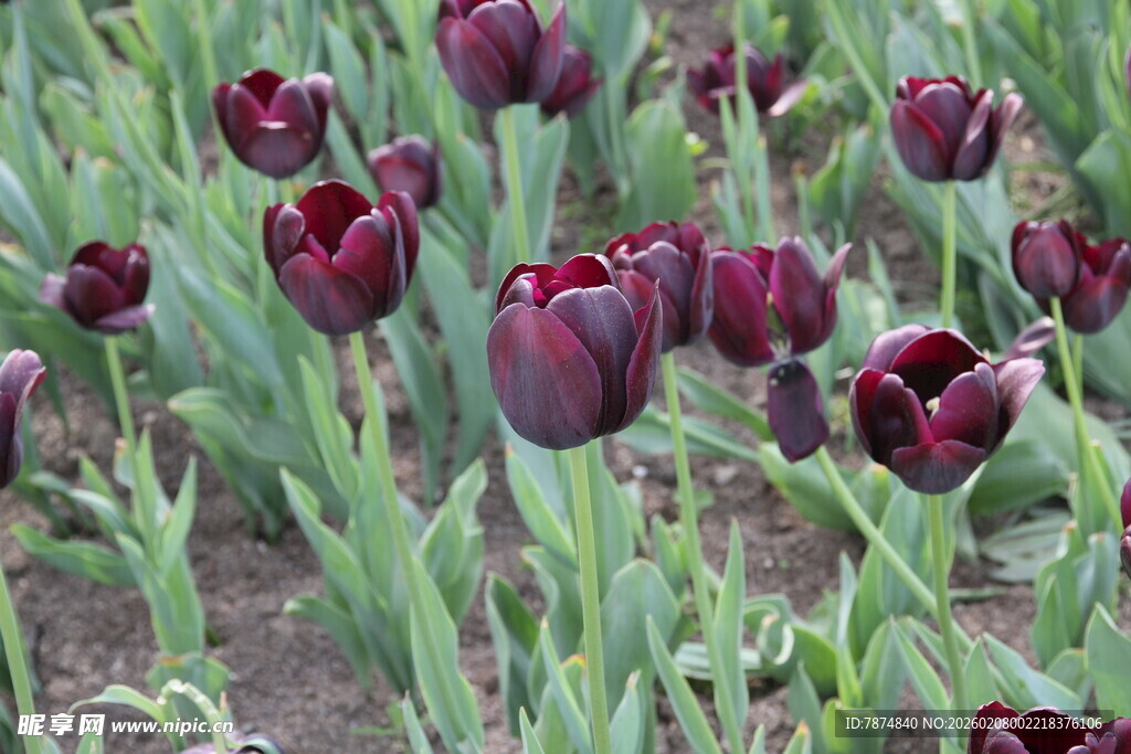 深紫色郁金香花海