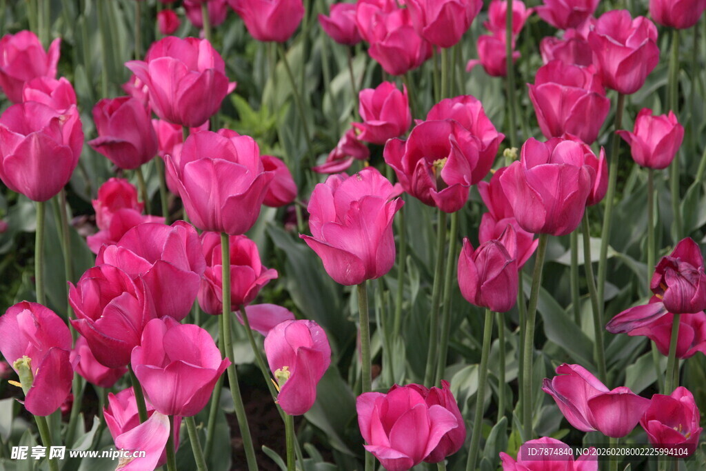 艳丽粉色郁金香花海