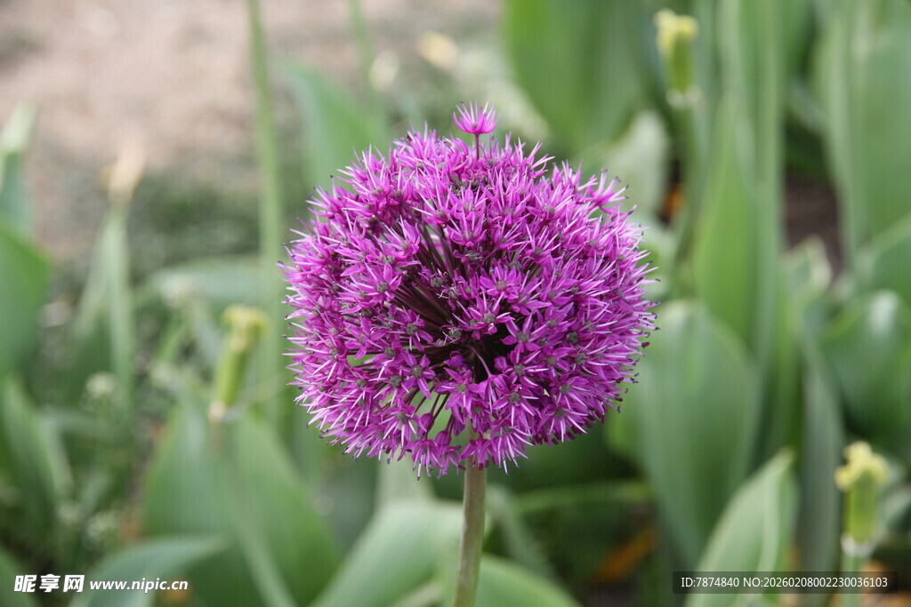 紫色球状花卉特写
