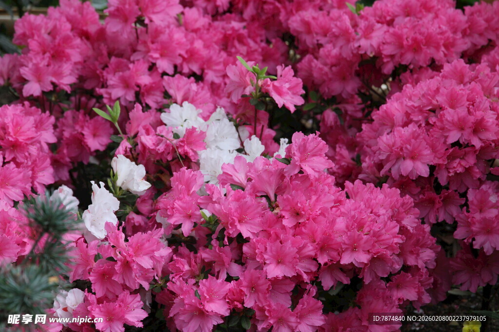 艳丽绽放的粉色杜鹃花