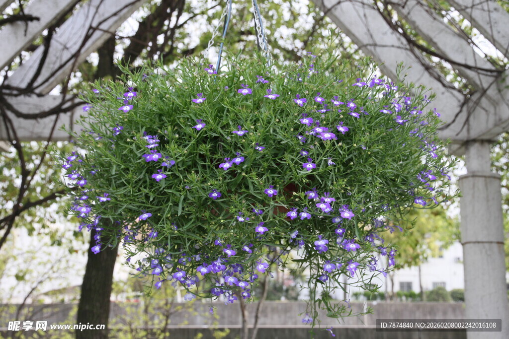 悬挂绿植装点木质花架