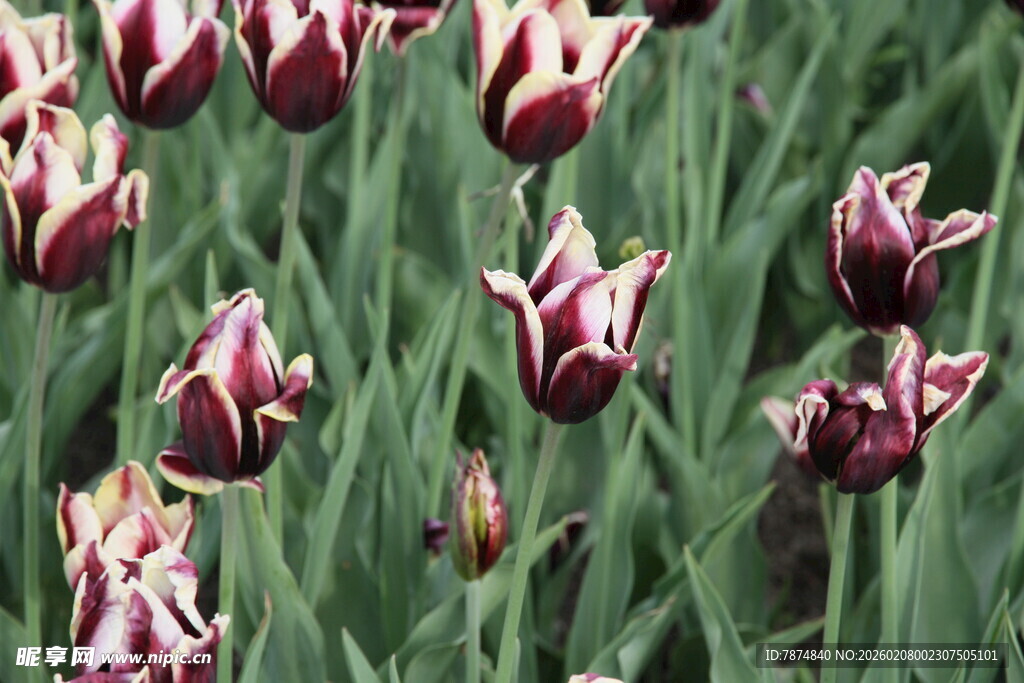 多彩郁金香绽放于绿野