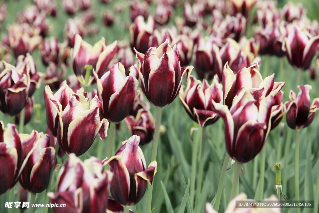 多彩条纹郁金香花海