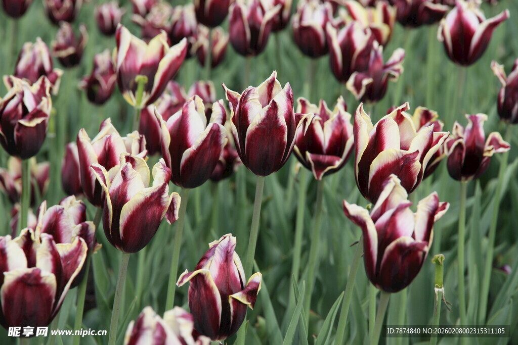 多彩郁金香花海