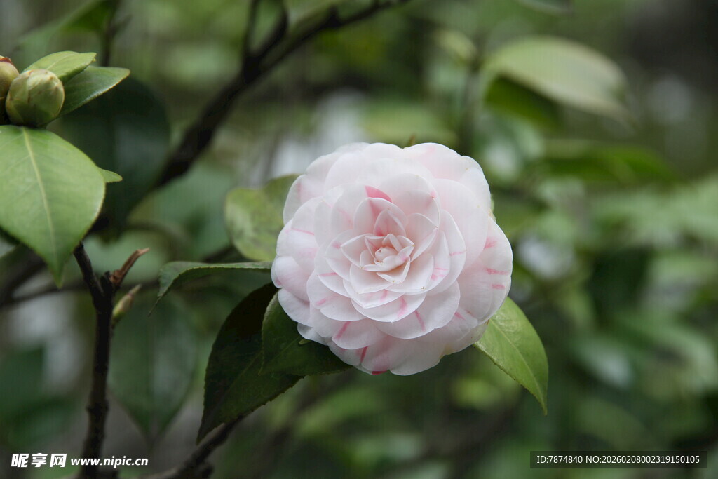 粉色山茶花绽放枝头