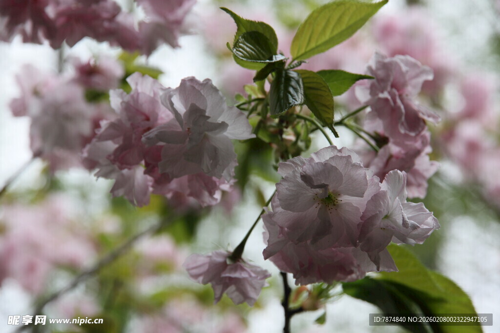 粉嫩樱花枝头绽放
