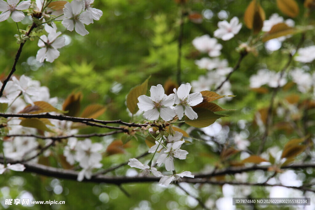枝头绽放的洁白樱花