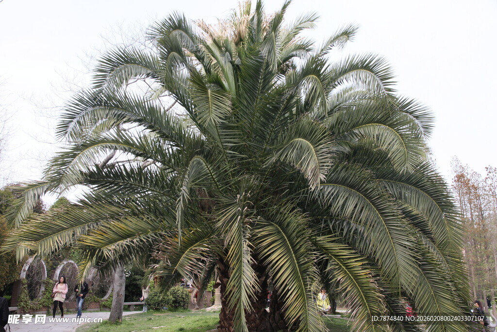 高大棕榈树 绿意盎然