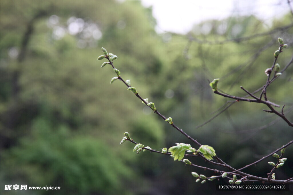 嫩绿柳枝 尽显春日生机