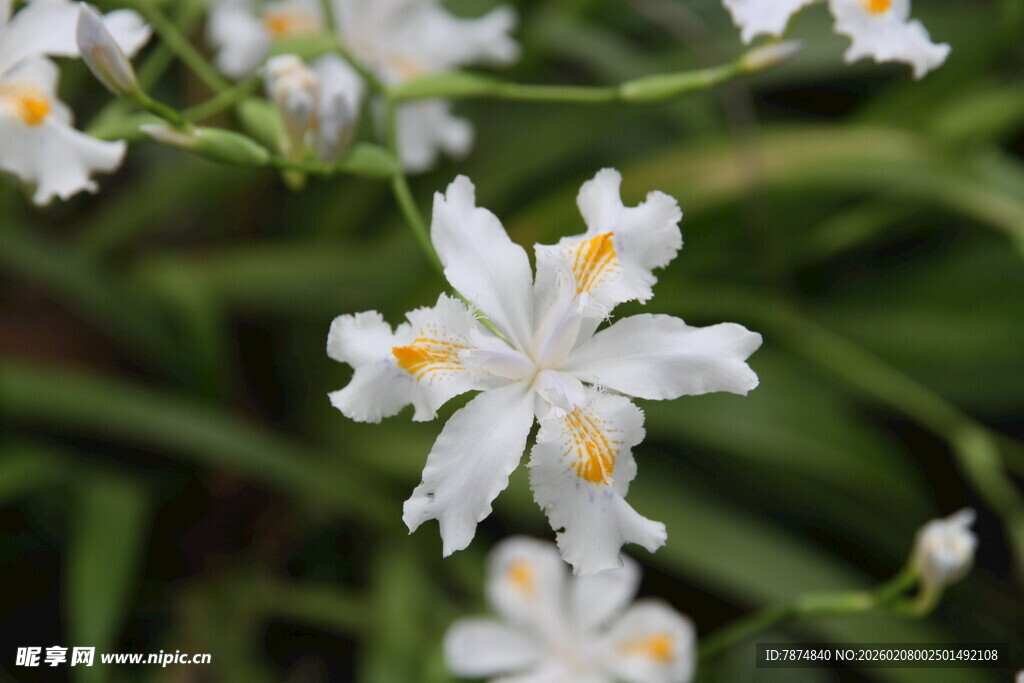清新白色小花绽放