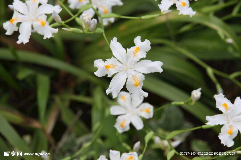 清新白色小花绽放绿意间