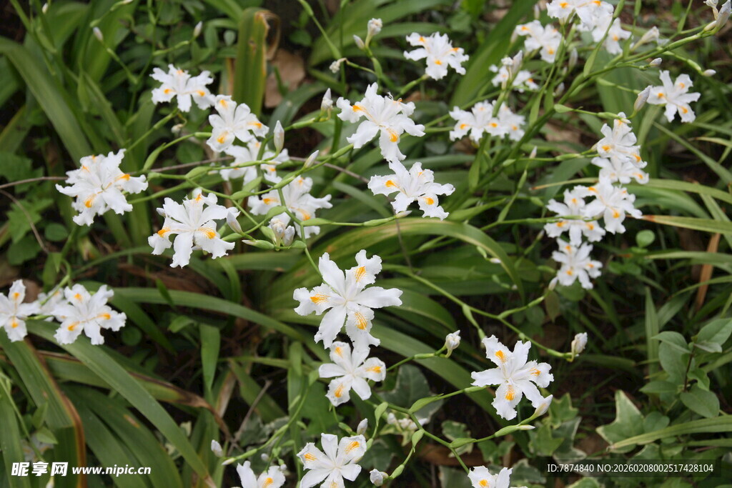 白色小花绽放于绿叶间