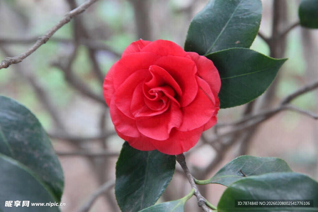 娇艳红山茶绽放枝头