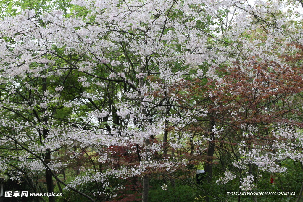 春日繁花盛开的树木景观