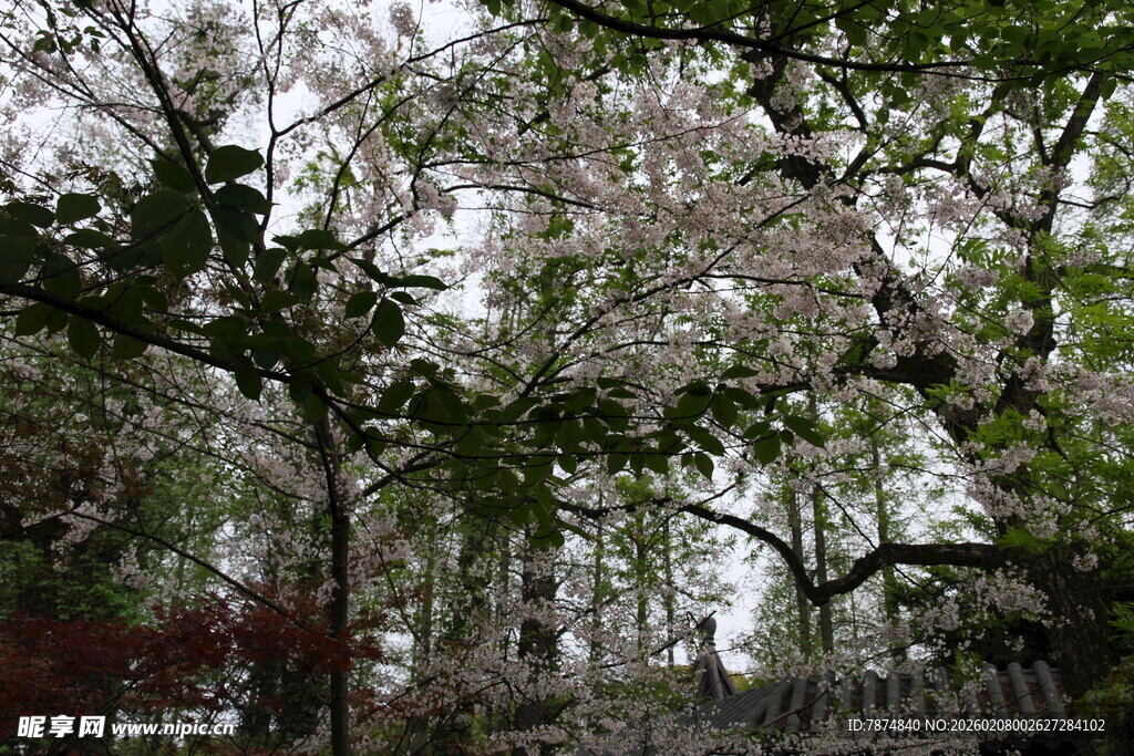 春日繁花盛开的树林